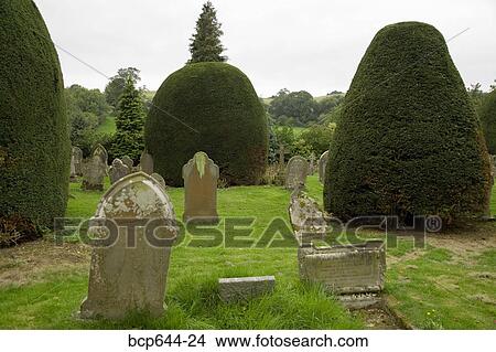 Finely trimmed hedges in graveyard, Gloucestershire, United Kingdom View Large Photo Image Picture - Finely trimmed hedges in graveyard, Gloucestershire, United Kingdom. Fotosearch