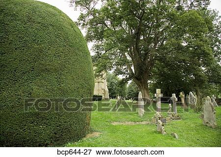Finely trimmed hedges in graveyard, Gloucestershire, United Kingdom View Large Photo Image Stock Photo - Finely trimmed hedges in graveyard, Gloucestershire, United Kingdom. Fotosearch