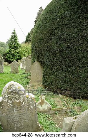 Finely trimmed hedges in graveyard, Gloucestershire, United Kingdom View Large Photo Image Stock Photo - Finely trimmed hedges in graveyard, Gloucestershire, United Kingdom. Fotosearch