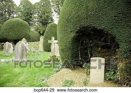 Finely trimmed hedges in graveyard, Gloucestershire, United Kingdom View Large Photo Image Stock Photo - Finely trimmed hedges in graveyard, Gloucestershire, United Kingdom. Fotosearch