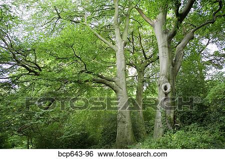 Stock Photograph - Forested area in London, United Kingdom. Fotosearch