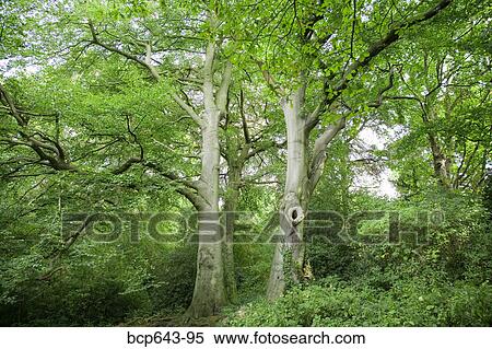 Forested area in London, United Kingdom View Large Photo Image Stock Photography - Forested area in London, United Kingdom. Fotosearch