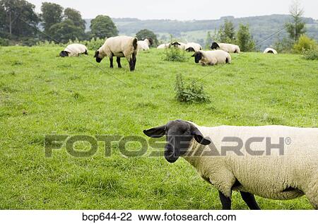 Sheep grazing in field, Gloucestershire, United Kingdom View Large Photo Image Stock Image - Sheep grazing in field, Gloucestershire, United Kingdom. Fotosearch
