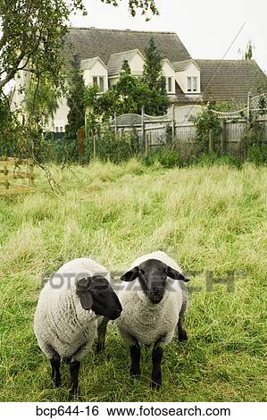 Sheep in backyard, Gloucestershire, United Kingdom View Large Photo Image Stock Photograph - Sheep in backyard, Gloucestershire, United Kingdom. Fotosearch