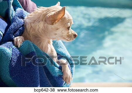 Stock Photo - Small dog being dried off in a towel. Fotosearch