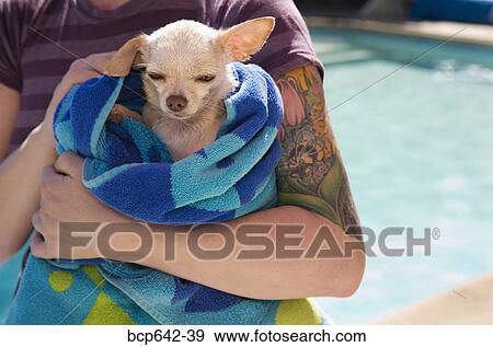 Small dog being dried off in a towel View Large Photo Image Stock Photo - Small dog being dried off in a towel. Fotosearch