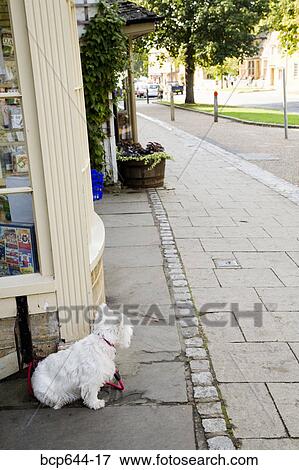 Stock Photo - Small dog tied up outside store, Gloucestershire, United Kingdom. Fotosearch