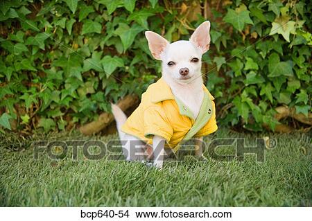 Picture - Small dog wearing clothing. Fotosearch