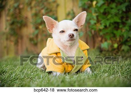 Stock Photo - Small dog wearing clothing. Fotosearch