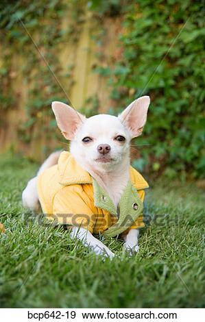 Stock Photo - Small dog wearing clothing. Fotosearch