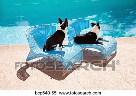 Stock Photography - Small dogs lounging by pool. Fotosearch