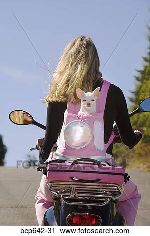 Woman carrying her dog in a backpack on a scooter View Large Photo Image Stock Image - Woman carrying her dog in a backpack on a scooter. Fotosearch