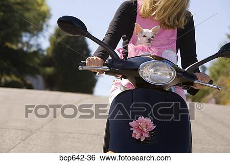 Woman carrying her dog in a backpack on a scooter View Large Photo Image Stock Photograph - Woman carrying her dog in a backpack on a scooter. Fotosearch