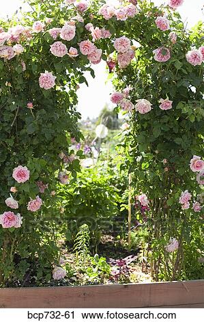 Arch of roses in garden View Large Photo Image Stock Image - Arch of roses in garden. Fotosearch