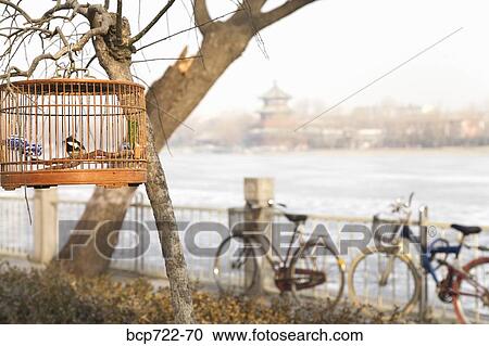 Stock Image - Birdcage hung in a tree, Beijing, China. Fotosearch
