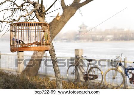 Birdcage hung in a tree, Beijing, China View Large Photo Image Stock Photo - Birdcage hung in a tree, Beijing, China. Fotosearch