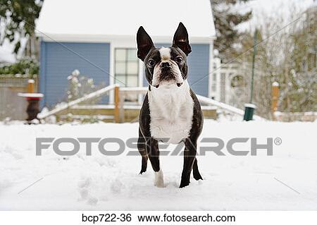 Boston Terrier standing in the snow View Large Photo Image Stock Photograph - Boston Terrier standing in the snow. Fotosearch
