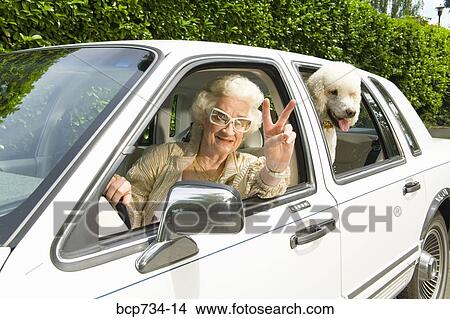 Senior woman and dog in car View Large Photo Image Picture - Senior woman and dog in car. Fotosearch