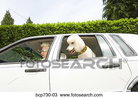 Senior woman and dog in car View Large Photo Image Stock Image - Senior woman and dog in car. Fotosearch