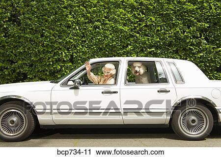Senior woman and dog in car View Large Photo Image Stock Image - Senior woman and dog in car. Fotosearch