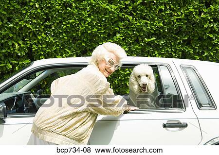 Senior woman next to dog in car View Large Photo Image Stock Photo - Senior woman next to dog in car. Fotosearch