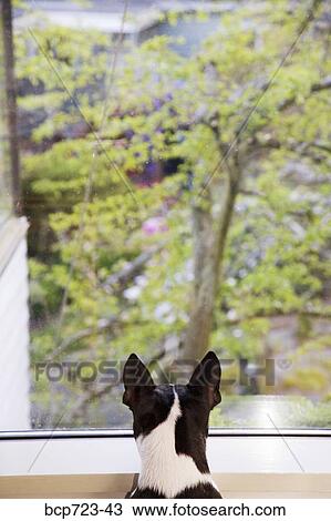 Small dog looking out window View Large Photo Image Stock Image - Small dog looking out window. Fotosearch