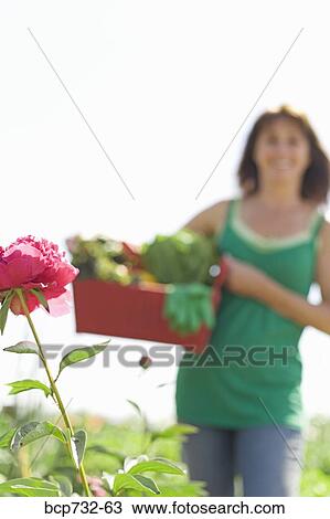 Stock Image - Woman carrying vegetables in garden. Fotosearch