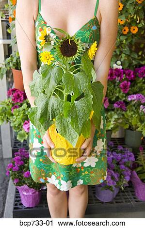 Woman holding potted plant View Large Photo Image Stock Image - Woman holding potted plant. Fotosearch