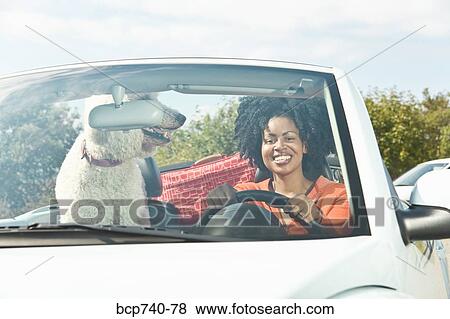 African woman and dog in convertible car View Large Photo Image Stock Photo - African woman and dog in convertible car. Fotosearch