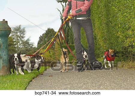 Asian woman on rollerblades walking dogs View Large Photo Image Picture - Asian woman on rollerblades walking dogs. Fotosearch