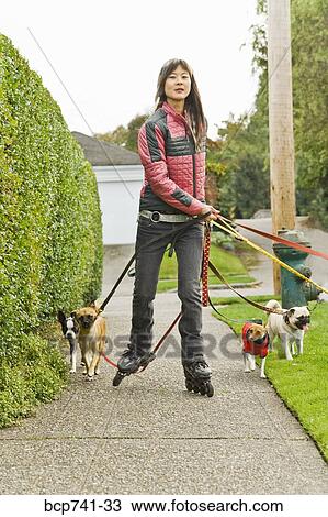 Asian woman on rollerblades walking dogs View Large Photo Image Stock Image - Asian woman on rollerblades walking dogs. Fotosearch