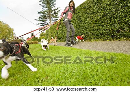 Asian woman on rollerblades walking dogs View Large Photo Image Stock Image - Asian woman on rollerblades walking dogs. Fotosearch