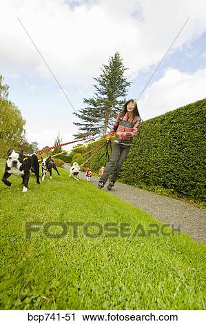 Asian woman on rollerblades walking dogs View Large Photo Image Stock Image - Asian woman on rollerblades walking dogs. Fotosearch