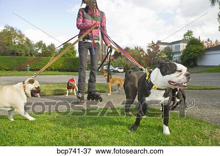 Asian woman on rollerblades walking dogs View Large Photo Image Stock Photo - Asian woman on rollerblades walking dogs. Fotosearch