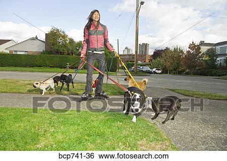 Asian woman on rollerblades walking dogs View Large Photo Image Stock Photograph - Asian woman on rollerblades walking dogs. Fotosearch