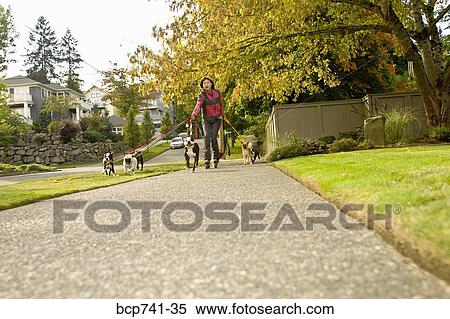 Asian woman on rollerblades walking dogs View Large Photo Image Stock Photography - Asian woman on rollerblades walking dogs. Fotosearch
