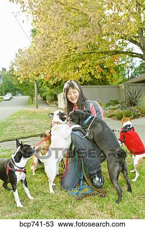 Asian woman with multiple dogs on leash View Large Photo Image Stock Image - Asian woman with multiple dogs on leash. Fotosearch