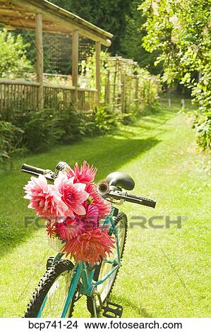 Picture - Bicycle with flowers in basket. Fotosearch