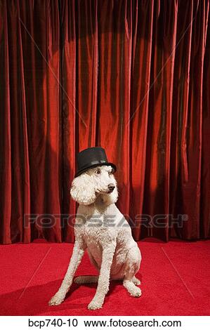 Dog wearing top hat on stage View Large Photo Image Stock Image - Dog wearing top hat on stage. Fotosearch