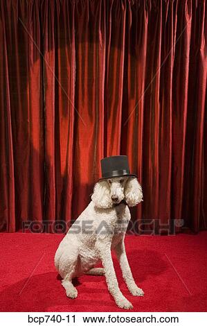 Dog wearing top hat on stage View Large Photo Image Stock Image - Dog wearing top hat on stage. Fotosearch