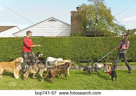 Man and woman walking dogs View Large Photo Image Stock Photo - Man and woman walking dogs. Fotosearch
