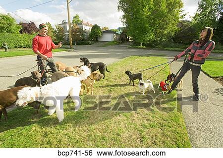 Man and woman walking dogs View Large Photo Image Stock Photograph - Man and woman walking dogs. Fotosearch