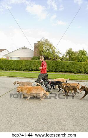 Picture - Man on rollerblades walking dogs. Fotosearch