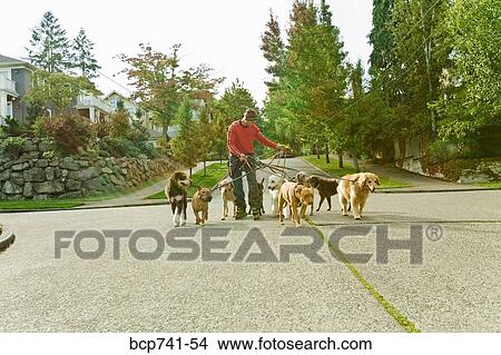 Picture - Man on rollerblades walking dogs. Fotosearch