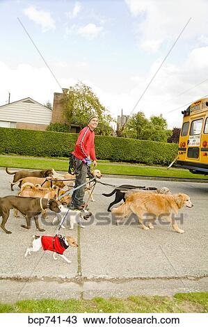 Man on rollerblades walking dogs View Large Photo Image Stock Image - Man on rollerblades walking dogs. Fotosearch