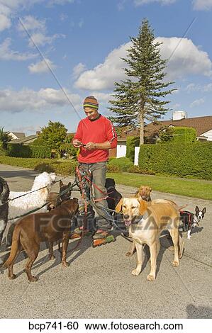 Man on rollerblades walking dogs View Large Photo Image Stock Image - Man on rollerblades walking dogs. Fotosearch
