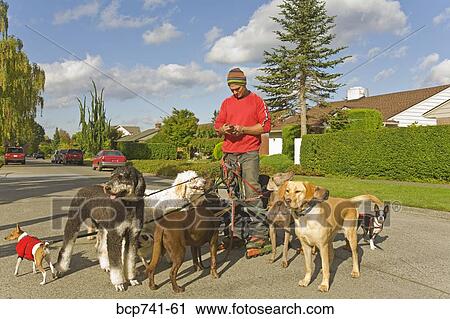 Stock Image - Man on rollerblades walking dogs. Fotosearch