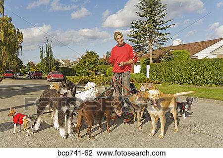 Man on rollerblades walking dogs View Large Photo Image Stock Image - Man on rollerblades walking dogs. Fotosearch