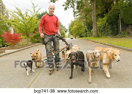 Man on rollerblades walking dogs View Large Photo Image Stock Photo - Man on rollerblades walking dogs. Fotosearch