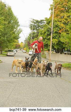 Man on rollerblades walking dogs View Large Photo Image Stock Photo - Man on rollerblades walking dogs. Fotosearch